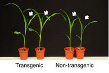 Transgenic and non-transgenic maize image from paper
